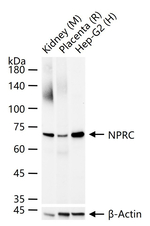 NPR3 Recombinant Rabbit Monoclonal Antibody (6G4)
