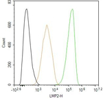 PSMB9 Antibody in Flow Cytometry (Flow)