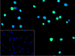 PSMB9 Antibody in Immunocytochemistry (ICC/IF)