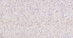 CRM1 Antibody in Immunohistochemistry (Paraffin) (IHC (P))