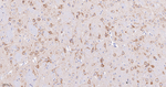 CRM1 Antibody in Immunohistochemistry (Paraffin) (IHC (P))