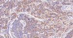 CRM1 Antibody in Immunohistochemistry (Paraffin) (IHC (P))