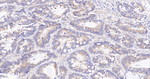CRM1 Antibody in Immunohistochemistry (Paraffin) (IHC (P))