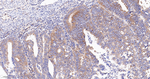 CRM1 Antibody in Immunohistochemistry (Paraffin) (IHC (P))