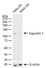 CRM1 Antibody in Western Blot (WB)