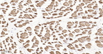 Calsequestrin Antibody in Immunohistochemistry (Paraffin) (IHC (P))