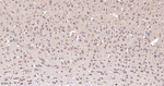 Thioredoxin 2 Antibody in Immunohistochemistry (Paraffin) (IHC (P))