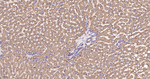Thioredoxin 2 Antibody in Immunohistochemistry (Paraffin) (IHC (P))