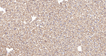 Thioredoxin 2 Antibody in Immunohistochemistry (Paraffin) (IHC (P))