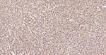 Thioredoxin 2 Antibody in Immunohistochemistry (Paraffin) (IHC (P))