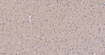 Thioredoxin 2 Antibody in Immunohistochemistry (Paraffin) (IHC (P))