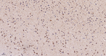 Thioredoxin 2 Recombinant Rabbit Monoclonal Antibody (3G1)
