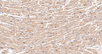 Thioredoxin 2 Antibody in Immunohistochemistry (Paraffin) (IHC (P))