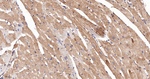 Thioredoxin 2 Antibody in Immunohistochemistry (Paraffin) (IHC (P))