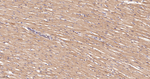 Thioredoxin 2 Antibody in Immunohistochemistry (Paraffin) (IHC (P))