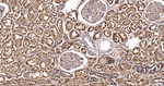Thioredoxin 2 Antibody in Immunohistochemistry (Paraffin) (IHC (P))