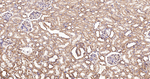 Thioredoxin 2 Antibody in Immunohistochemistry (Paraffin) (IHC (P))