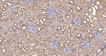 Thioredoxin 2 Antibody in Immunohistochemistry (Paraffin) (IHC (P))