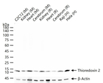 Thioredoxin 2 Antibody in Western Blot (WB)