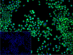 SPRY2 Recombinant Rabbit Monoclonal Antibody (12C9)
