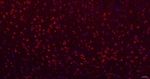 SPRY2 Antibody in Immunohistochemistry (Paraffin) (IHC (P))