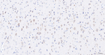 SPRY2 Antibody in Immunohistochemistry (Paraffin) (IHC (P))