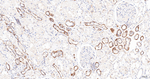 SPRY2 Antibody in Immunohistochemistry (Paraffin) (IHC (P))
