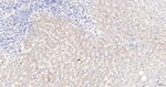 SPRY2 Antibody in Immunohistochemistry (Paraffin) (IHC (P))