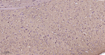 CRMP2 Antibody in Immunohistochemistry (Paraffin) (IHC (P))