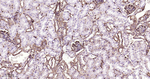 CRMP2 Antibody in Immunohistochemistry (Paraffin) (IHC (P))