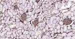 CRMP2 Antibody in Immunohistochemistry (Paraffin) (IHC (P))