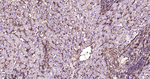 CRMP2 Antibody in Immunohistochemistry (Paraffin) (IHC (P))