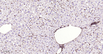 CRMP2 Antibody in Immunohistochemistry (Paraffin) (IHC (P))