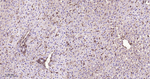 CRMP2 Antibody in Immunohistochemistry (Paraffin) (IHC (P))