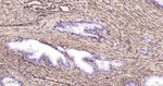 CRMP2 Antibody in Immunohistochemistry (Paraffin) (IHC (P))