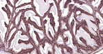 CRMP2 Recombinant Rabbit Monoclonal Antibody (2G11)