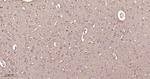 CRMP2 Antibody in Immunohistochemistry (Paraffin) (IHC (P))