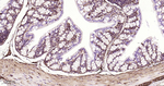 CRMP2 Antibody in Immunohistochemistry (Paraffin) (IHC (P))