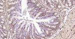 CRMP2 Antibody in Immunohistochemistry (Paraffin) (IHC (P))