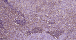 CRMP2 Antibody in Immunohistochemistry (Paraffin) (IHC (P))
