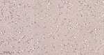CRMP2 Antibody in Immunohistochemistry (Paraffin) (IHC (P))
