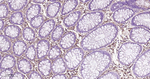 CRMP2 Antibody in Immunohistochemistry (Paraffin) (IHC (P))