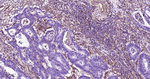 CRMP2 Antibody in Immunohistochemistry (Paraffin) (IHC (P))