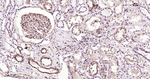 CRMP2 Antibody in Immunohistochemistry (Paraffin) (IHC (P))