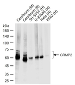 CRMP2 Antibody in Western Blot (WB)