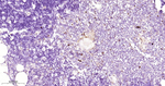 TCL1 Antibody in Immunohistochemistry (Paraffin) (IHC (P))