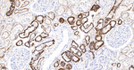 CDH16 Antibody in Immunohistochemistry (Paraffin) (IHC (P))