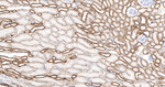 CDH16 Antibody in Immunohistochemistry (Paraffin) (IHC (P))