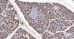 PNLIP Antibody in Immunohistochemistry (Paraffin) (IHC (P))
