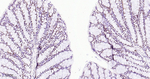 EHMT2 Antibody in Immunohistochemistry (Paraffin) (IHC (P))